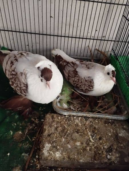 pijan pair for sale 9