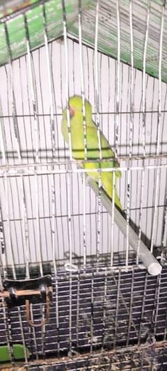 ringneck talking female