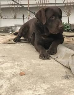 chocolate Labrador