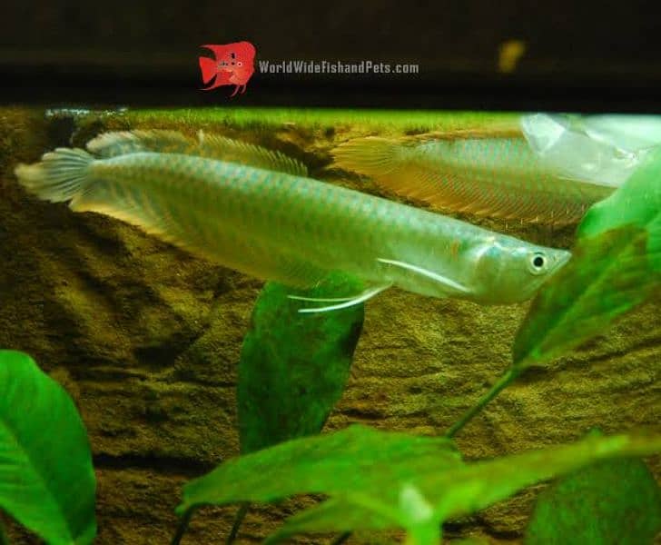 silver arowana fish 1