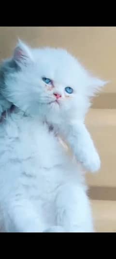 persian female kitan 55 days old for sale with liter box. 0