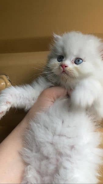 persian female kitan 55 days old for sale with liter box. 1