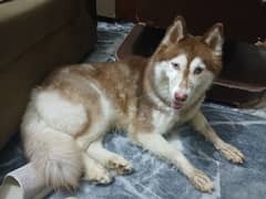 Adult Femal Siberian Huskey For Sale