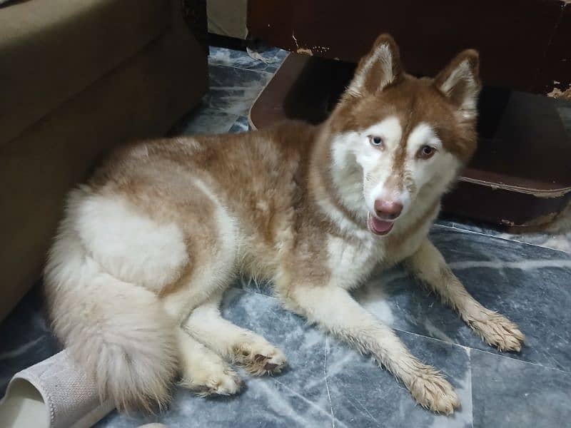 Adult Femal Siberian Huskey For Sale 0