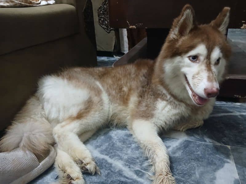 Adult Femal Siberian Huskey For Sale 1