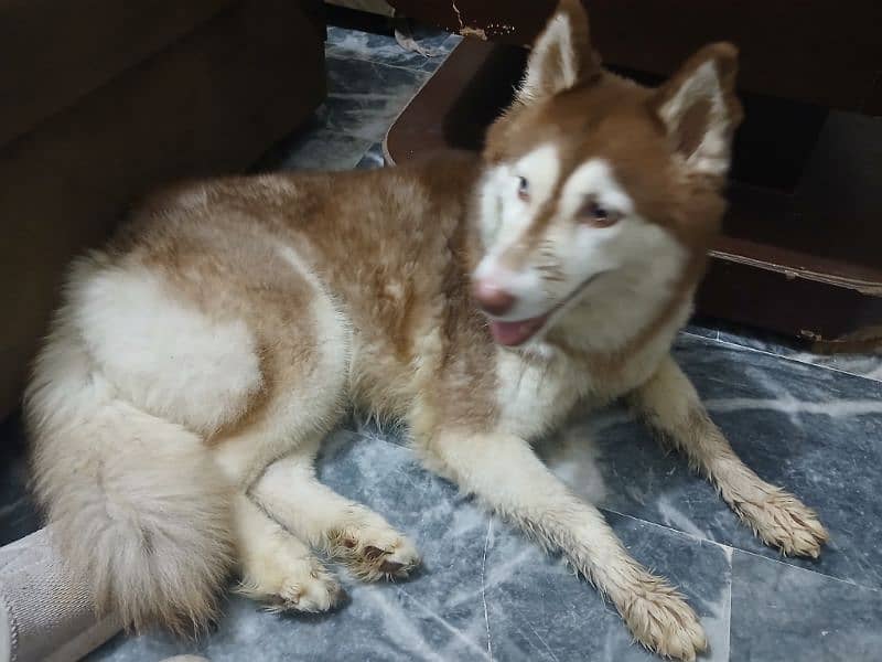 Adult Femal Siberian Huskey For Sale 2