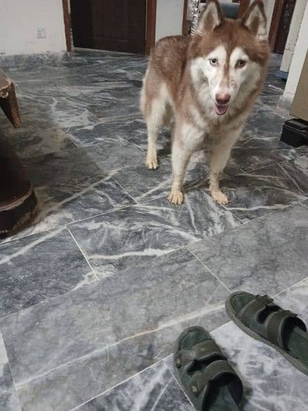 Adult Femal Siberian Huskey For Sale 3