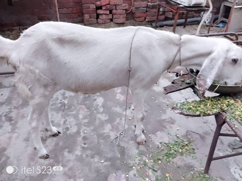 2 months ki gabban bakri for sale 1