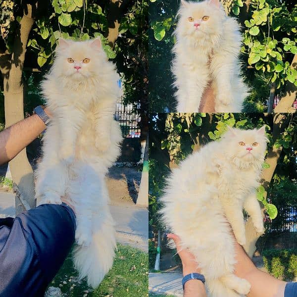 Persian hamalian british punch face piki face cat's and kitten's 3