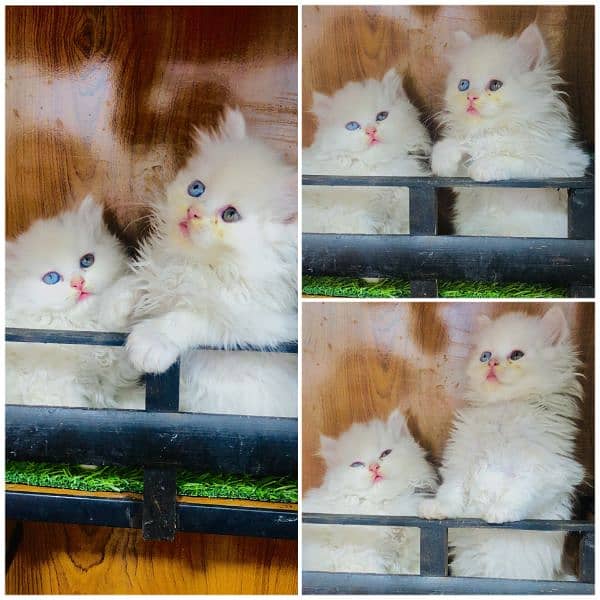 Persian hamalian british punch face piki face cat's and kitten's 8