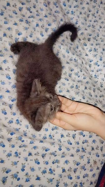 pinko  chenko for sale Persian kittens available 1