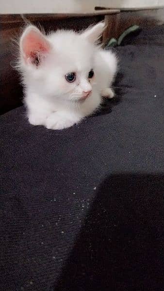 pinko  chenko for sale Persian kittens available 3