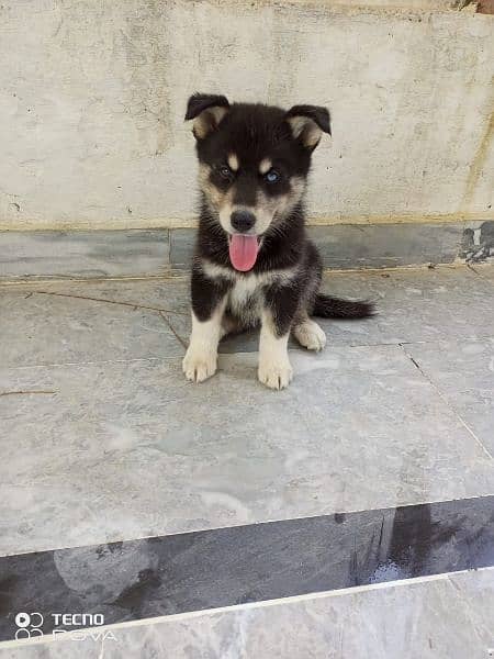 german shepherd male puppy 1 month 1