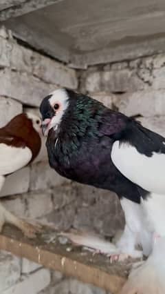 Magpie Breeder Pair Available