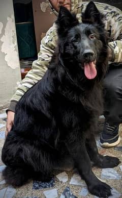 Black GSD Female