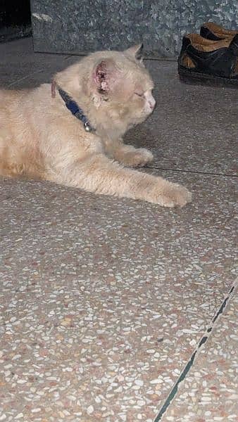 brown cat for sale 1