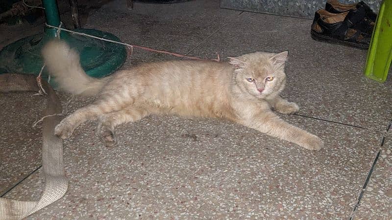 brown cat for sale 2