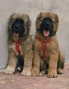 Kurdish kangal  normal breed for sale 0