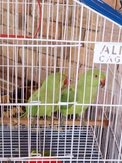 parrot for sale