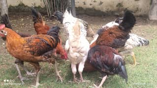 Healthy Desi Hens for Sale - Best Quality, Affordable Price!