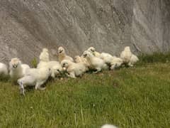 White silkie chicks 0