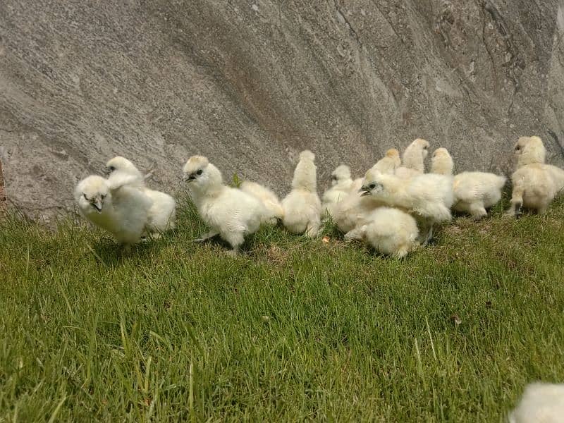 White silkie chicks 1