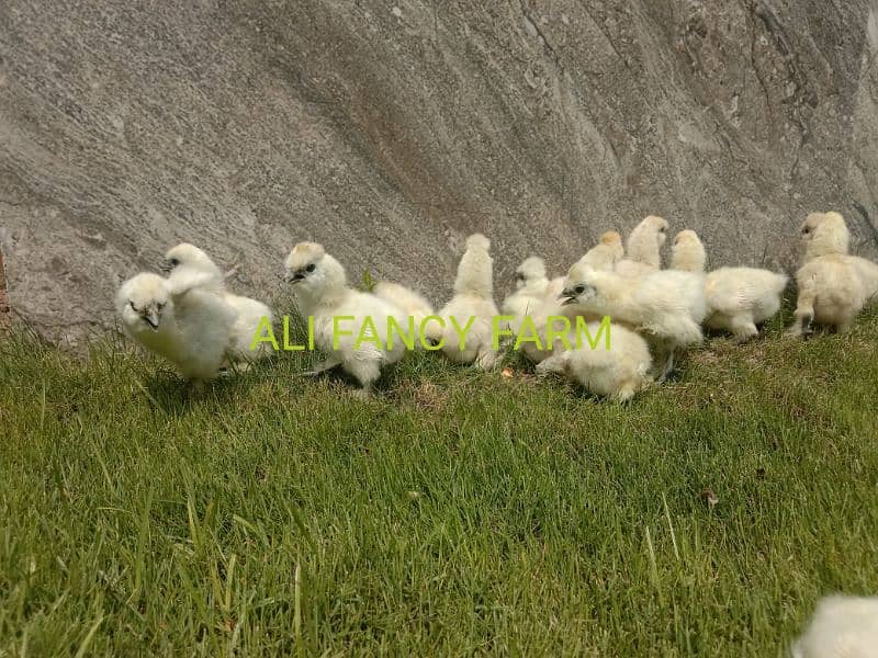 White silkie chicks 2