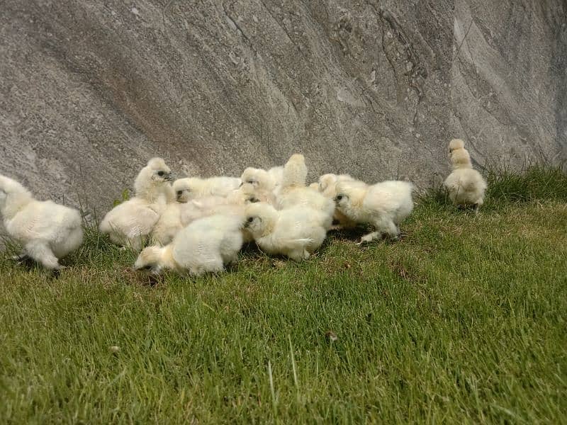 White silkie chicks 3