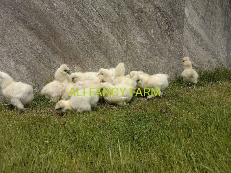 White silkie chicks 4