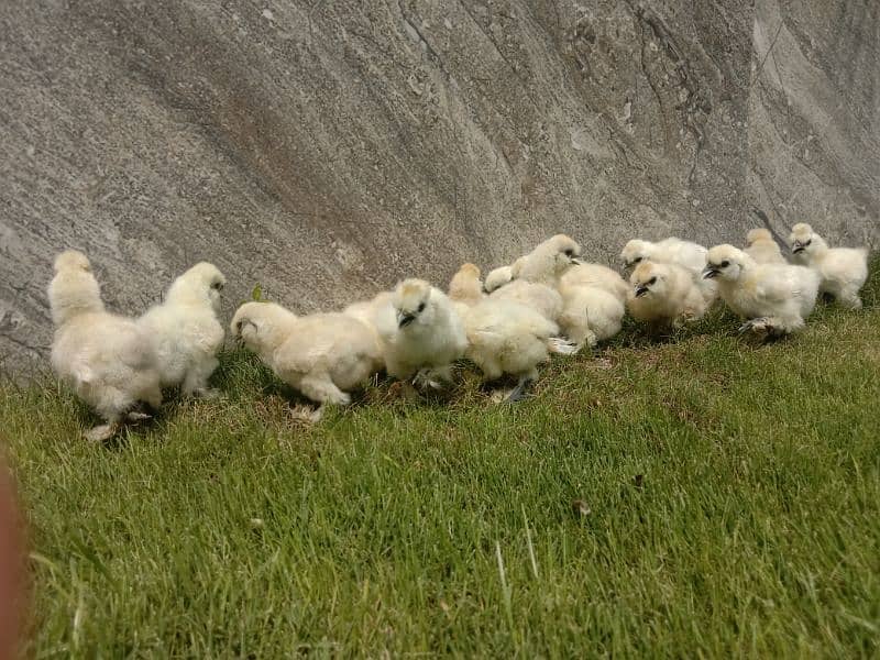 White silkie chicks 5