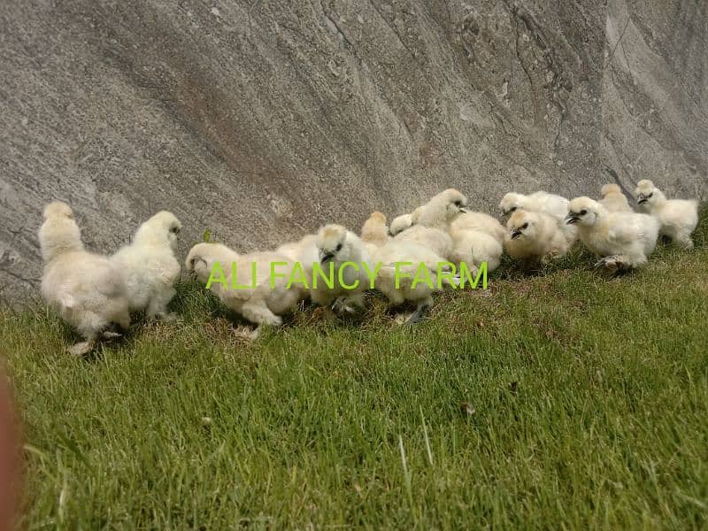 White silkie chicks 6