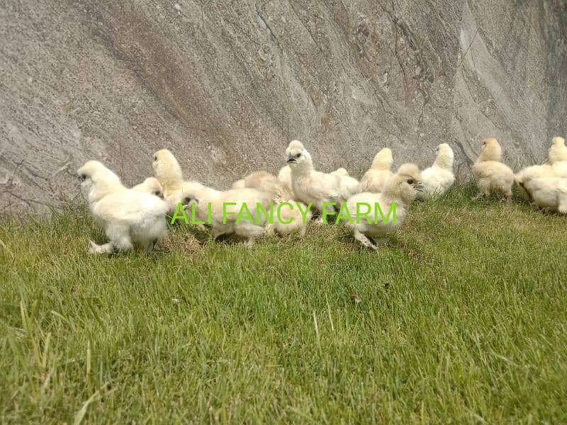 White silkie chicks 7