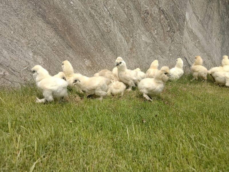 White silkie chicks 8