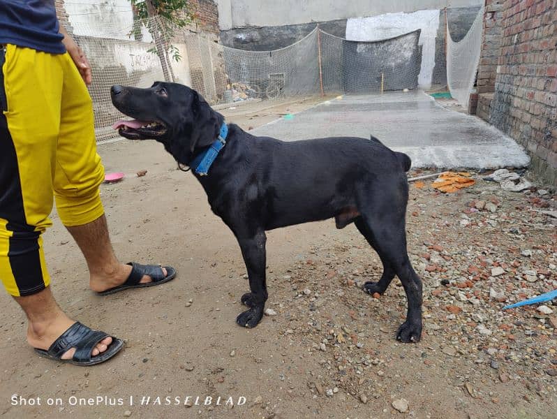 labrador dog 1