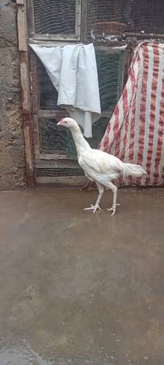 aseel heera breeding pair for sale