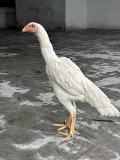 white shamo female|king size shamoo|high quality shamo|pure aseel hen|