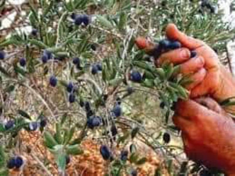 Wild olive fruits and pure wild olive oil available in bulk 1