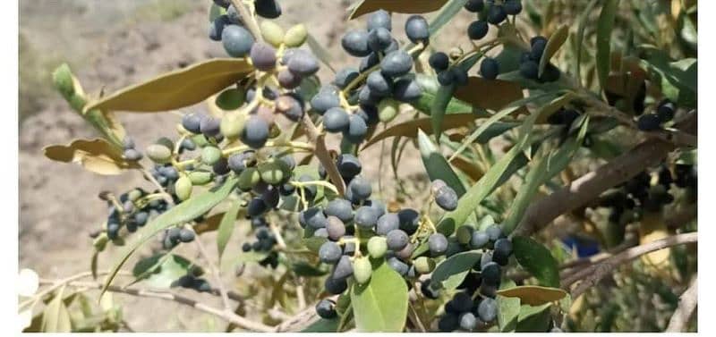 Wild olive fruits and pure wild olive oil available in bulk 2