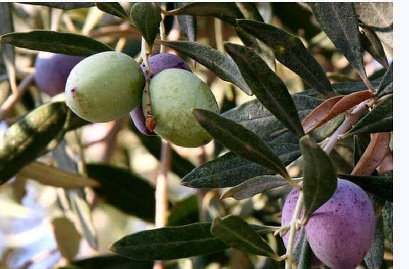 Wild olive fruits and pure wild olive oil available in bulk 5