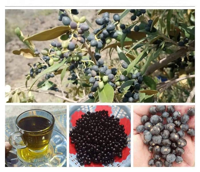 Wild olive fruits and pure wild olive oil available in bulk 6