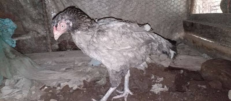 Aseel Grey hen 0