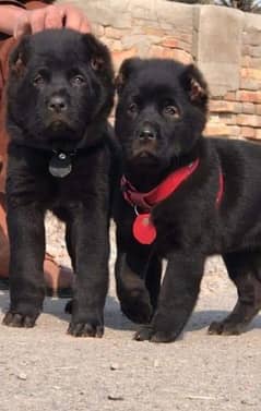 alabai dog male female 2 month for sale security dog available