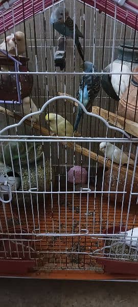 Australian parrots with cage 0