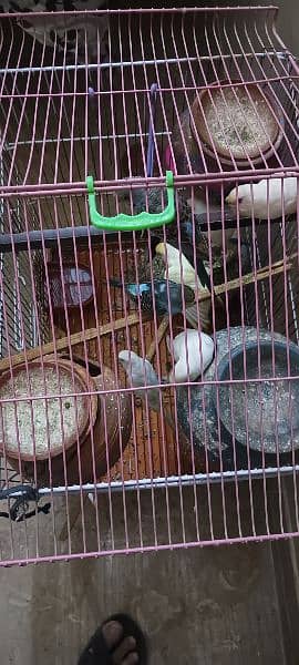 Australian parrots with cage 1