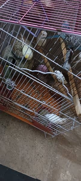 Australian parrots with cage 2