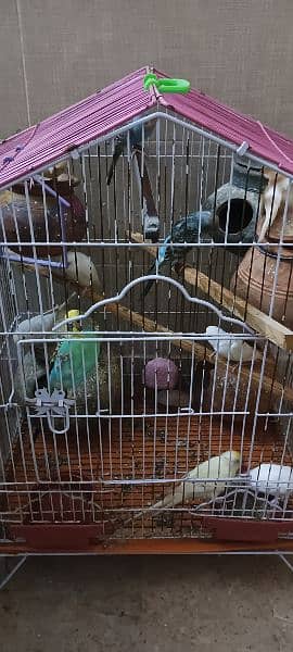 Australian parrots with cage 3