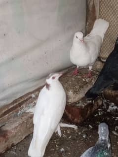 sherazi king pigeon 0