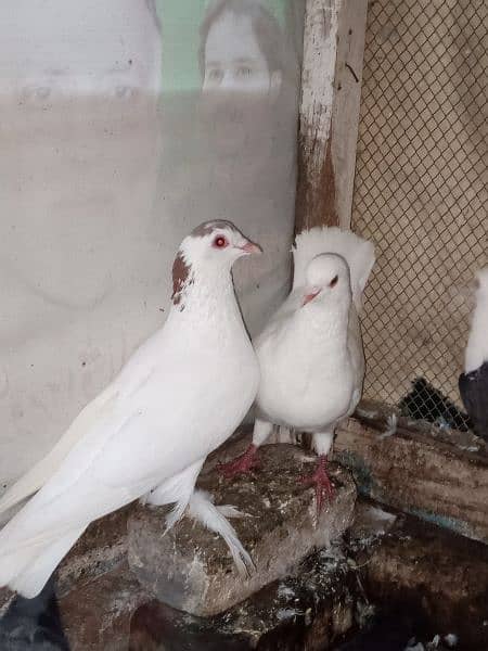 sherazi king pigeon 3