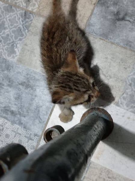 kitten for sale 5