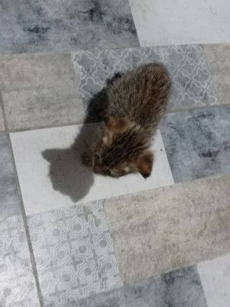 kitten for sale 6